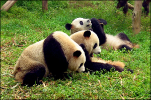 Chengdu Giant Panda